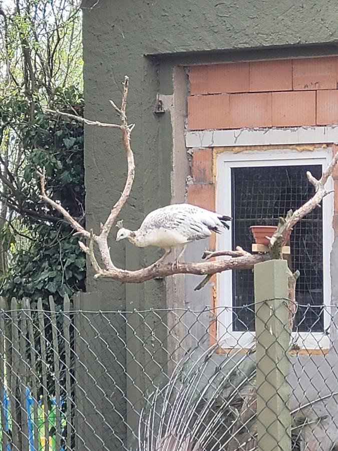Apartamento Maerchenhaft Urlauben Auf Dem Alpakahof Rambow Exterior foto