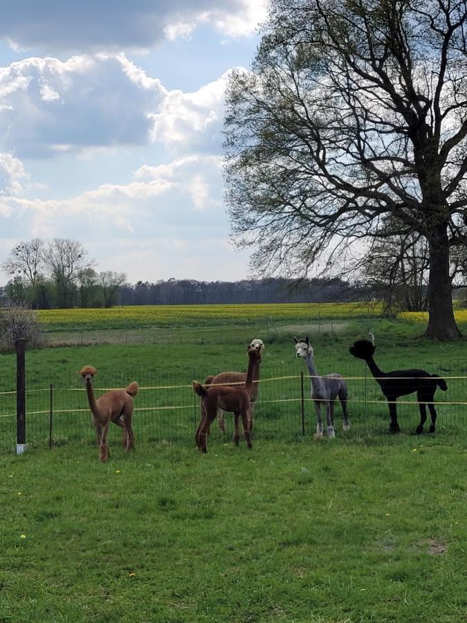 Apartamento Maerchenhaft Urlauben Auf Dem Alpakahof Rambow Exterior foto