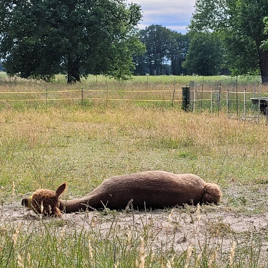 Apartamento Maerchenhaft Urlauben Auf Dem Alpakahof Rambow Exterior foto
