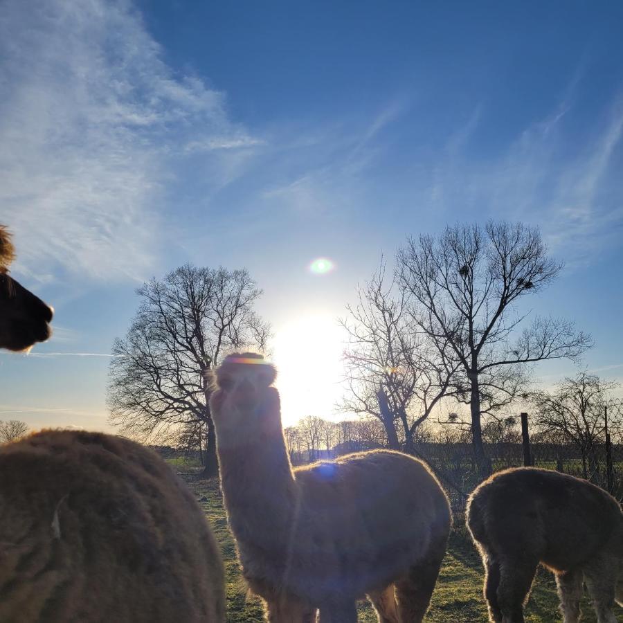 Apartamento Maerchenhaft Urlauben Auf Dem Alpakahof Rambow Exterior foto