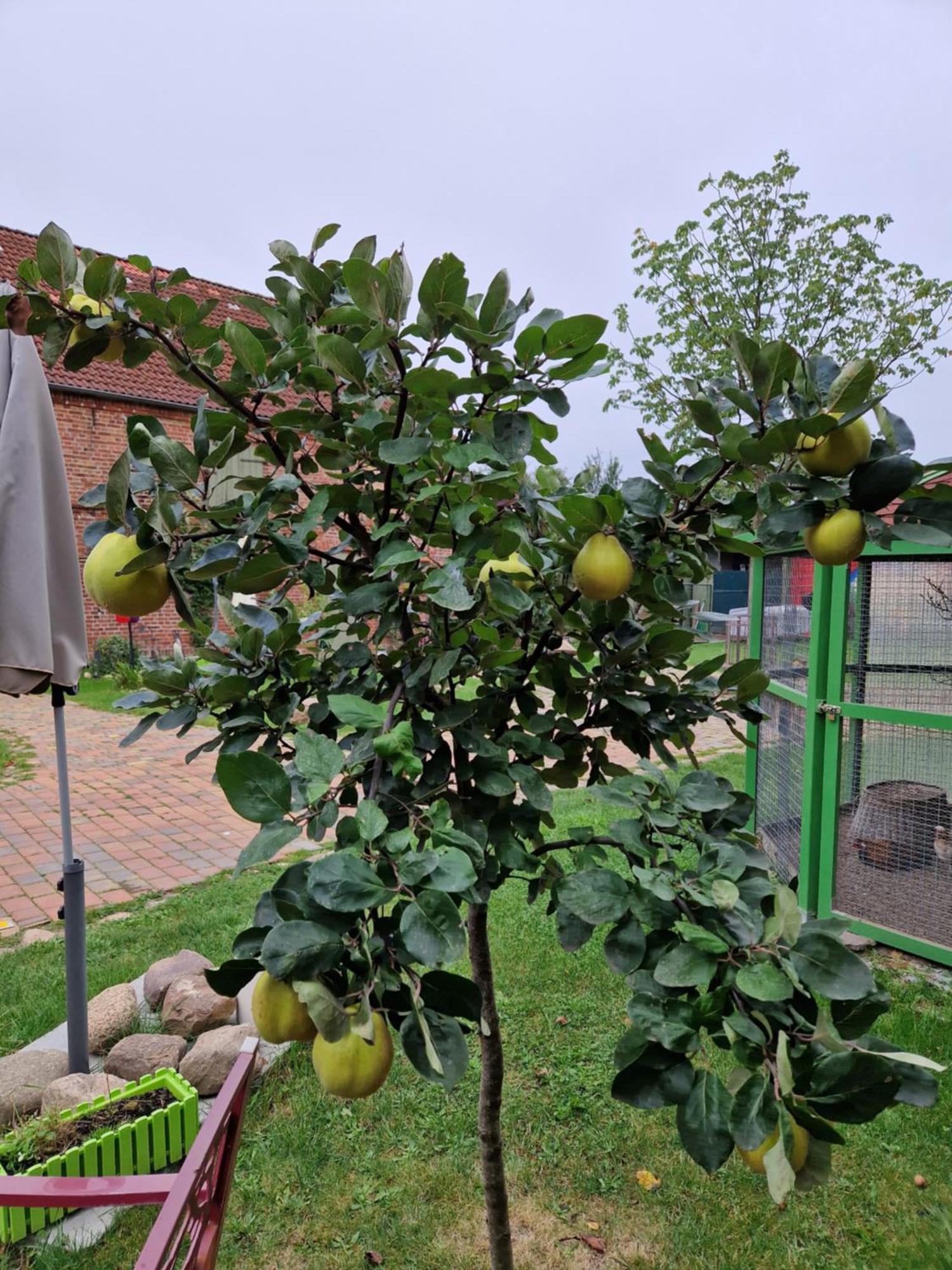 Apartamento Maerchenhaft Urlauben Auf Dem Alpakahof Rambow Exterior foto